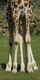 La girafe  8 pattes