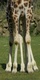 La girafe � 8 pattes