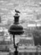Pigeon in montmartre