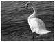 Cygne