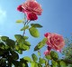 Jolies roses de juin