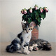 Chatons et roses