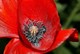 coquelicot