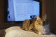 Télé à chat