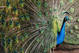 Envoutant Paon
