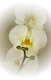 trio d'orchide