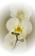 trio d'orchid�e