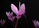 Couleur...cyclamen