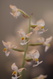 Jewel Orchid