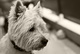 Westie