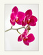 orchide 3