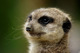 suricate