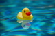 un canard dans une piscine