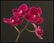 orchide 4