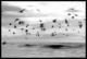 vol d'oiseaux