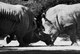 Combat de Rhinocros