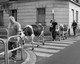 Incroyable !!! Des vaches en ville !!!
