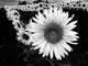 tournesols en b.& w.