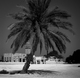 Un palmier... peut cacher une mosque