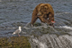 Le grizzli le goeland et le saumon