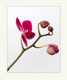 orchide 1
