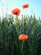 coquelicot