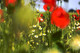 Coquelicots impressionistes