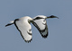 ibis sacr