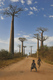 alle des baobabs
