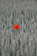 coquelicot en noir et rouge