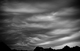 Undulatus asperatus...
