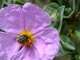 Il n'y a pas que les abeilles qui aiment le pollen
