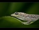 Anolis de Martinique