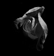 rose noire
