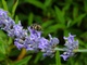 La lavande et l'abeille