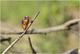 Oiseaux de Tanzanie( fil)