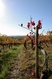 Vigne d'automne