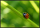 Miss Ladybug