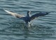 Mouette plongeuse