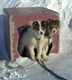 chiots polaires Churchill nord canada