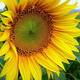 Tournesol