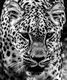 Leopard de Perse (Zoo de la Barben)