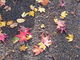 Les couleurs de l'automne