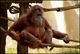 Orang-outan de Borno (Zoo de la Palmyre)