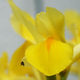 Iris protectrice