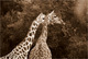 Drles de girafe