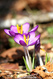 Crocus