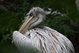 pelican cache-cache