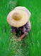 Dans une rizière au Vietnam
