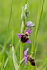 Ophrys apifera 2